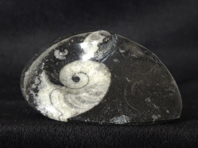 Manticoceras sp. HYATT 1884 - Bild &copy; FossNet FossilienStore